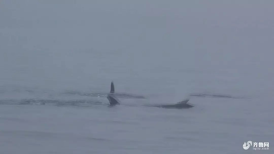 罕见！烟台这里惊现鲸鱼群，最大体长近20米！（附视频）