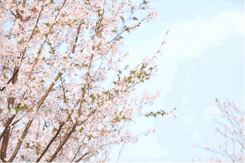 4月7日 2019龙湖国际海岸樱花节开幕 一场春天必赴的约会
