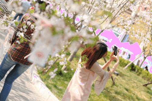 4月7日 2019龙湖国际海岸樱花节开幕 一场春天必赴的约会