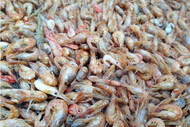 鲜！桃花虾上市，价格出人意料…烟台还有这些海鲜，又肥又大还便宜！