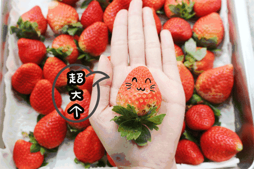 摘草莓了！草莓采摘、合卢寺祈福…无处安放的“春心”浪起来呀！