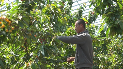 莱州樱桃种植成规模 村民种植效益好(组图)